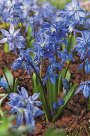 Cebulica syberyjska (Scilla) pojemnik P9 (doniczka 9x9x10cm) 3 cebule, niebieskie / w odcieniu niebieskim