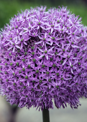 Czosnek 'Gladiator' (Allium) pojemnik P15 (15x15x15cm); 1 szt., niebieskie / w odcieniu niebieskim