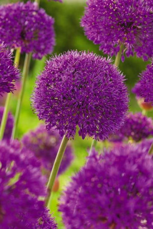 Czosnek 'Purple Sensation' (Allium) pojemnik P11 (doniczka 11X11X12cm); 1 szt., fioletowe / w odcieniu fioletowym