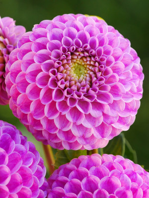 Dalia pomponowa Franz Kafka (Dahlia) karpa, fioletowe / w odcieniu fioletowym