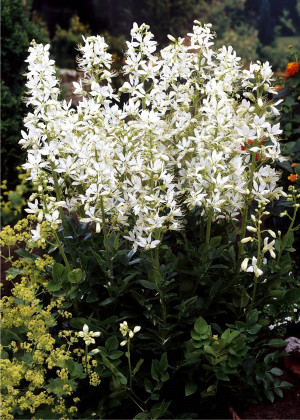 Dyptam jesionolistny biały (Dictamnus albus) sadzonka korzeniowa, białe / w odcieniu białym