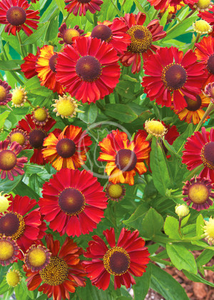 Dzielżan ogrodowy 'Hot Lava' (Helenium ×hybridum hort) sadzonka korzeniowa, czerwone / w odcieniu czerwonym, kwiaty wielobarwne