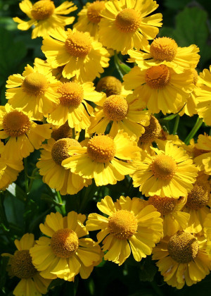 Dzielżan ogrodowy 'Kanaria' (Helenium ×hybridum hort) pojemnik P11 (doniczka 11X11X12cm); 1 szt., żółte / w odcieniu żółtym