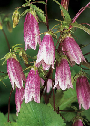 Dzwonek kropkowany 'Elizabeth' (Campanula punctata) pojemnik P13 (doniczka 13x13x13 cm), różowe / w odcieniu różowym, kwiaty dwubarwne