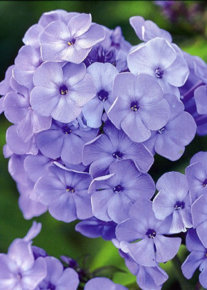 Floks 'Blue Paradise' (Phlox paniculata) sadzonka korzeniowa, niebieskie / w odcieniu niebieskim