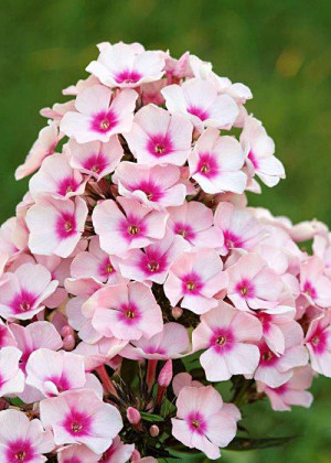 Floks 'Bright Eyes' (Phlox paniculata) pojemnik P11 (doniczka 11X11X12cm); 1 szt., różowe / w odcieniu różowym