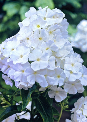 Floks 'David' (Phlox paniculata) sadzonka korzeniowa, białe / w odcieniu białym