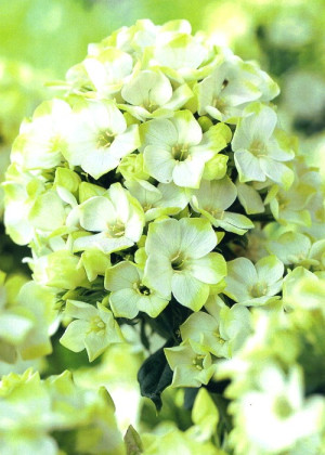 Floks 'Jade' (Phlox paniculata) sadzonka korzeniowa, zielone / w odcieniu zielonym, białe / w odcieniu białym, kwiaty dwubarwne