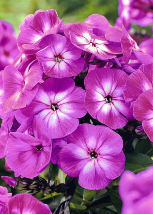 Floks 'Laura' (Phlox paniculata) sadzonka korzeniowa, fioletowe / w odcieniu fioletowym, kwiaty dwubarwne