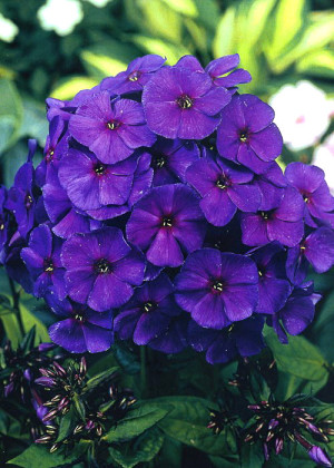 Floks 'Nicky' (Phlox paniculata) sadzonka korzeniowa, fioletowe / w odcieniu fioletowym