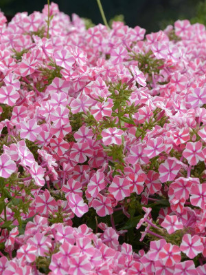 Floks 'Peppermint Twist' (Phlox paniculata) sadzonka korzeniowa, różowe / w odcieniu różowym, kwiaty dwubarwne