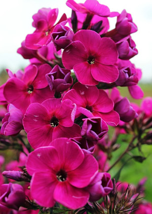 Floks 'Raving Beauty' (Phlox paniculata) sadzonka korzeniowa, różowe / w odcieniu różowym