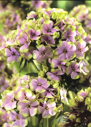 Floks 'Sherbet Blend' (Phlox paniculata) sadzonka korzeniowa, różowe / w odcieniu różowym, zielone / w odcieniu zielonym