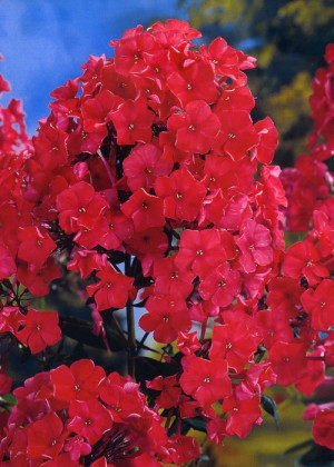 Floks 'Starfire' (Phlox paniculata) sadzonka korzeniowa, czerwone / w odcieniu czerwonym