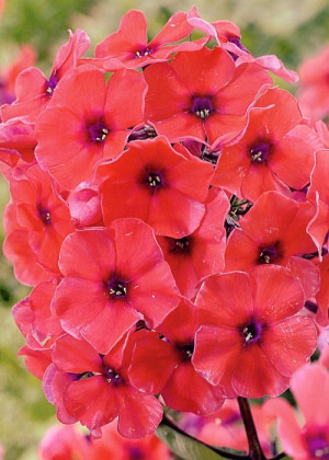 Floks 'Tequila Sunrise' (Phlox paniculata) sadzonka korzeniowa, czerwone / w odcieniu czerwonym