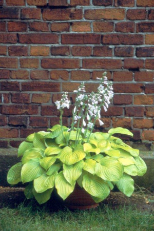 Funkia 'August Moon' (Hosta) pojemnik P11 (doniczka 11X11X12cm); 1 szt., białe / w odcieniu białym