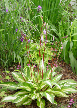 Funkia 'Cherry Berry' (Hosta) pojemnik P11 (doniczka 11X11X12cm); 1 szt., fioletowe / w odcieniu fioletowym