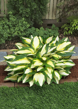 Funkia 'Color Festival' (Hosta) pojemnik P11 (doniczka 11X11X12cm); 1 szt., fioletowe / w odcieniu fioletowym