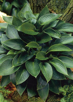 Funkia 'Devon Green' (Hosta) pojemnik P13 (doniczka 13x13x13cm), fioletowe / w odcieniu fioletowym