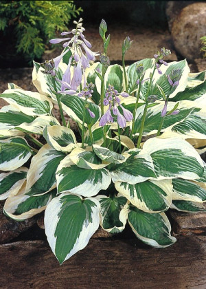 Funkia 'Patriot' (Hosta fortunei) pojemnik C2 (doniczka okrągła 2 litry), fioletowe / w odcieniu fioletowym