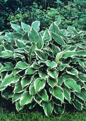 Funkia 'Francee' (Hosta fortunei) sadzonka korzeniowa, fioletowe / w odcieniu fioletowym