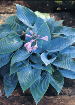 Funkia 'Halcyon' (Hosta) sadzonka korzeniowa, fioletowe / w odcieniu fioletowym
