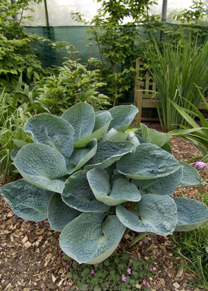 Funkia 'Love Pat' (Hosta) pojemnik C2 (doniczka okrągła 2 litry), fioletowe / w odcieniu fioletowym