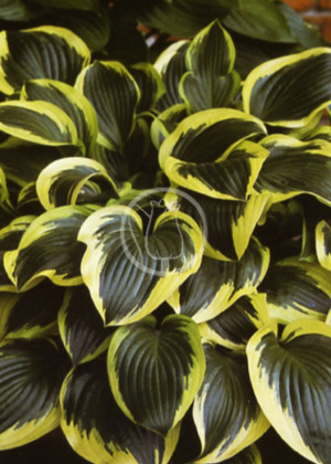 Funkia 'Queen Josephine' (Hosta) pojemnik P13 (doniczka 13x13x13cm), fioletowe / w odcieniu fioletowym