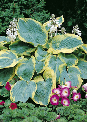 Funkia 'Frances Williams' (Hosta sieboldiana) pojemnik P3.5 (doniczka kwadratowa 3,5 litra), białe / w odcieniu białym