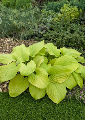 Funkia 'Tortilla Chip' (Hosta) pojemnik P11 (doniczka 11X11X12cm); 1 szt., białe / w odcieniu białym