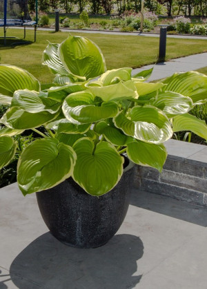 Funkia 'Winter Snow' (Hosta) sadzonka korzeniowa, fioletowe / w odcieniu fioletowym