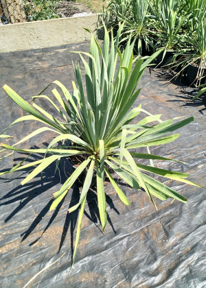 Juka karolińska ogrodowa (Yucca filamentosa) pojemnik P7.5 (doniczka kwadratowa 7,5 litra), białe / w odcieniu białym