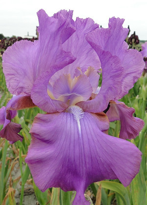 Irys amerykański 'Amethyst Flame' (Iris germanica) pojemnik P13 (doniczka 13x13x13cm), fioletowe / w odcieniu fioletowym