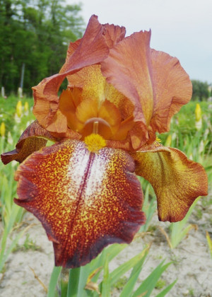 Irys amerykański 'Cayne Capers' (Iris germanica) sadzonka korzeniowa, brązowe / w odcieniu brązowym