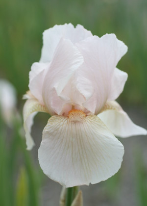 Irys amerykański 'Constant Wattez' (Iris germanica) sadzonka korzeniowa, różowe / w odcieniu różowym