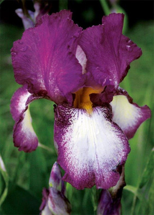 Irys amerykański 'Crinoline' (Iris germanica) sadzonka korzeniowa, fioletowe / w odcieniu fioletowym, kwiaty dwubarwne