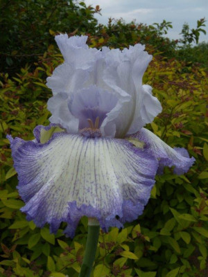 Irys amerykański 'Degas Dancer' (Iris germanica) pojemnik P13 (doniczka 13x13x13cm), białe / w odcieniu białym, niebieskie / w odcieniu niebieskim, kw