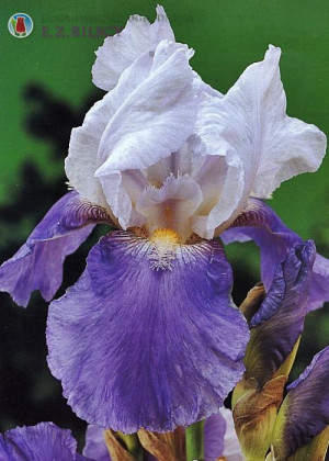 Irys amerykański 'Gene Wild' (Iris germanica) sadzonka korzeniowa, niebieskie / w odcieniu niebieskim, kwiaty dwubarwne