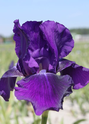 Irys amerykański 'Last Hurrah' (Iris germanica) pojemnik P13 (doniczka 13x13x13cm), fioletowe / w odcieniu fioletowym