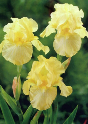 Irys amerykański 'Maui Moonlight' (Iris germanica) sadzonka korzeniowa, żółte / w odcieniu żółtym