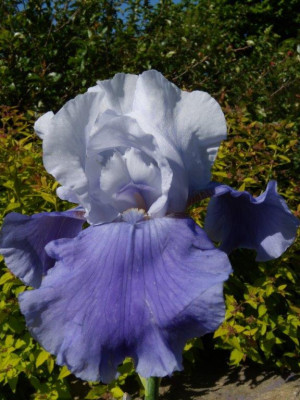 Irys amerykański 'Royal Crusader' (Iris germanica) pojemnik P13 (doniczka 13x13x13cm), niebieskie / w odcieniu niebieskim, fioletowe / w odcieniu fiol