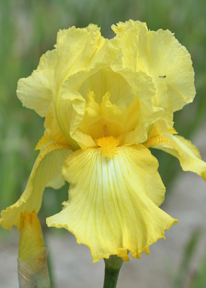 Irys amerykański 'Summer Olympics' (Iris germanica) sadzonka korzeniowa, żółte / w odcieniu żółtym