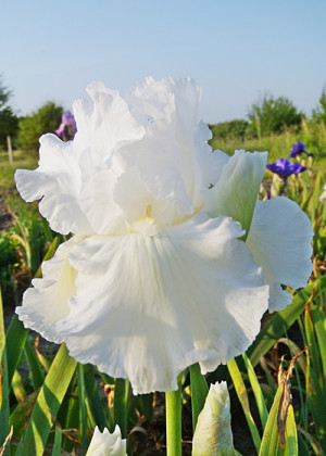 Irys amerykański 'Winter's Tail' (Iris germanica) pojemnik P13 (doniczka 13x13x13cm), białe / w odcieniu białym