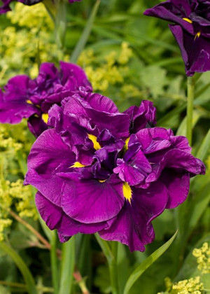 Irys japoński 'Eileen's Dream' (Iris ensata) sadzonka korzeniowa, fioletowe / w odcieniu fioletowym