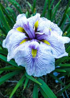 Irys japoński 'Greywoods Catrina' (Iris ensata) sadzonka korzeniowa, niebieskie / w odcieniu niebieskim, kwiaty dwubarwne