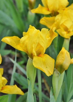 Irys miniaturowy 'Aurea' (Iris pumila) sadzonka korzeniowa, żółte / w odcieniu żółtym