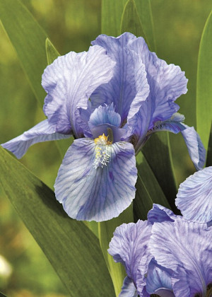 Irys miniaturowy 'Blue Denim' (Iris pumila) sadzonka korzeniowa, niebieskie / w odcieniu niebieskim