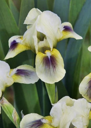 Irys miniaturowy 'Bright Eyes' (Iris pumila) pojemnik P13 (doniczka 13x13x13 cm), białe / w odcieniu białym, kwiaty wielobarwne