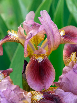 Irys miniaturowy 'Cherry Garden' (Iris pumila) pojemnik P11 (doniczka 11X11X12cm); 1 szt., fioletowe / w odcieniu fioletowym, kwiaty dwubarwne, brązow