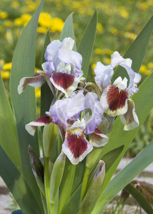 Irys miniaturowy karłowy 'Cherry Spot' (Iris pumila) sadzonka korzeniowa, kwiaty wielobarwne